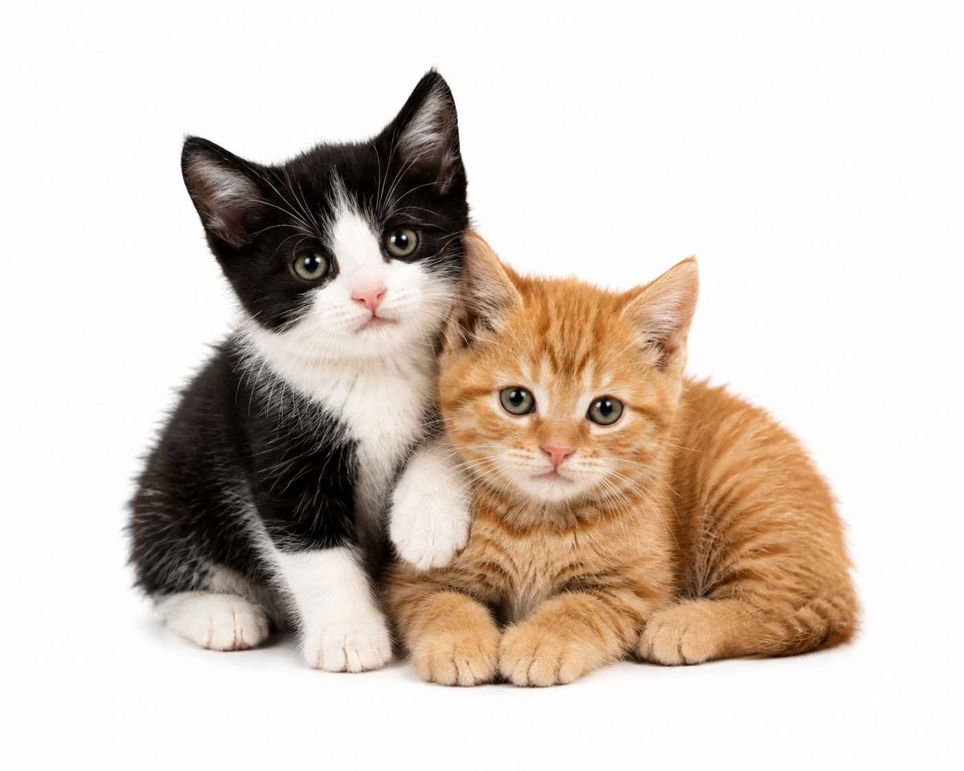 home pet sitting